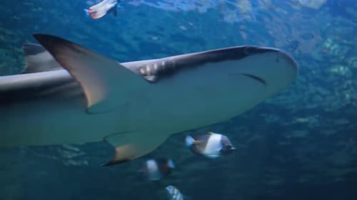 Bottom View of a Reef Shark Swimming in Aquarium