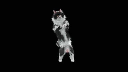 Katze tanzt HD