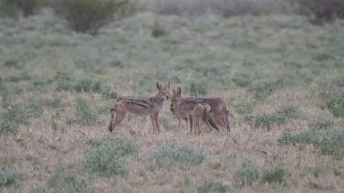 Three Black-backed jackal in Central Kalahari Game Reserve