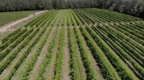 Beautiful Green Vineyards Aerial Video