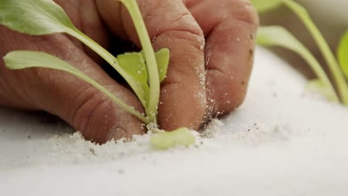 Macro shot of farmer hand planting a small plant inside a detached substrate bag