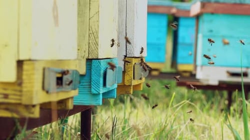 Close up view of the working bees. Amazing and frenetic swarm activity with structure entrance with