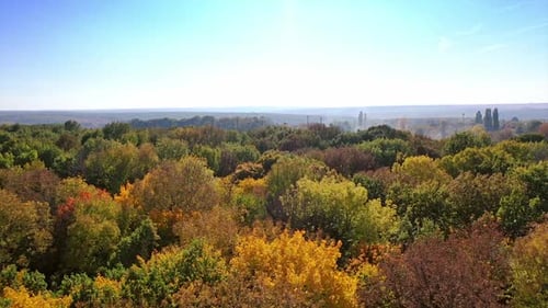 Colored forest in autumn. Aerial view of forest during calm autumn day