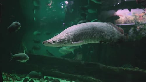Arapaima amazon fish , general view of the diversity of aquatic fauna