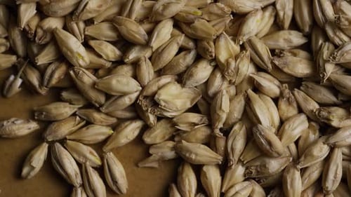 Tiro rotativo de cevada e outros ingredientes de fabricação de cerveja