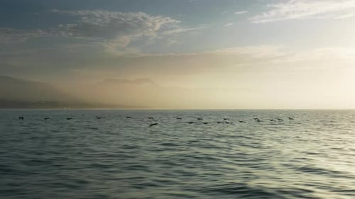 Filmmusik Silhouetten großer Vögel, die im Himmel schweben, Natur, Filmmusik Hintergrund