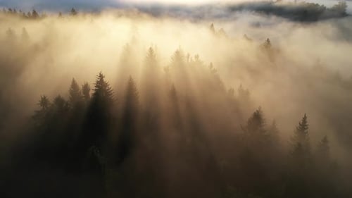 Forest Fog Landscape
