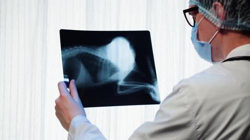 Person in Mask Examines an X-Ray Image