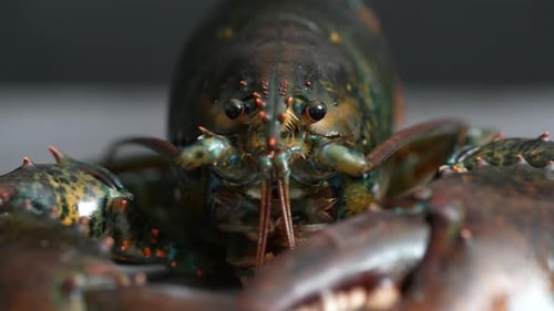 Lobster 13