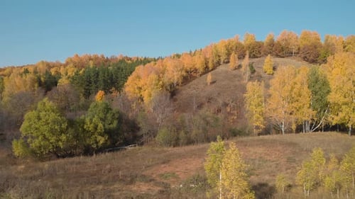 Beautiful yellow autumn forest