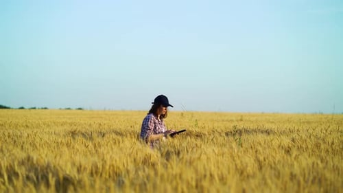 Female farmer examining crops in wheat field in summer