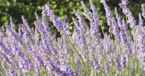 Closeup Beautiful Blooming Lavender Swaying In The Wind At Sunset