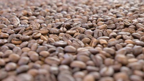 Kaffeebohnen auf einem Förderband