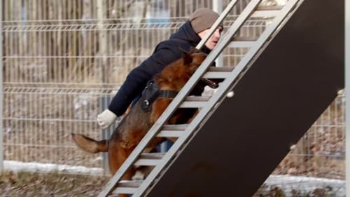 Dog Climbs Stairs and Jumps at Dog Park