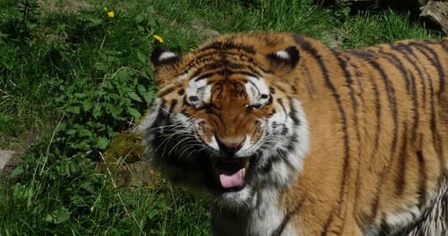 Siberian Tiger, panthera tigris altaica, Portrait of Adult Snarling, in Defensive Posture