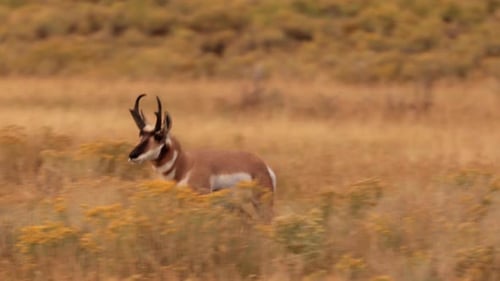Pronghorn in Yellowstone National Park