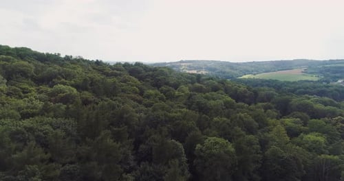 Flying Over the Beautiful Forest Trees