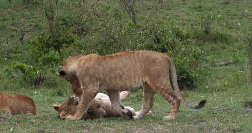 African Lion, panthera leo, cubs playing, Masai Mara Park in Kenya, Real Time 4K