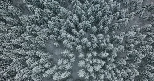 Aerial View. Winter Season. Snowy Mountain Forest Aerial Shot Breathtaking Natural Landscape, Frozen