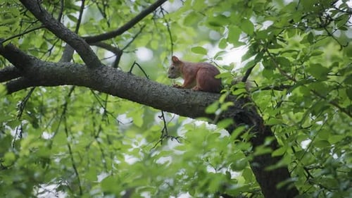 Squirrel sitting on a tree in a park