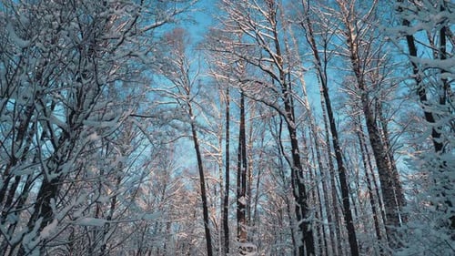 Snow Covered Trees And Sky