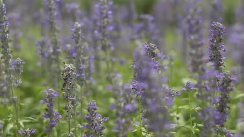 Spring Flowers