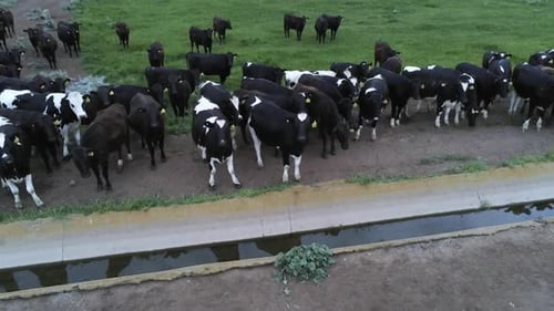 Cows lined up dramatic crane down and tilt up drone view