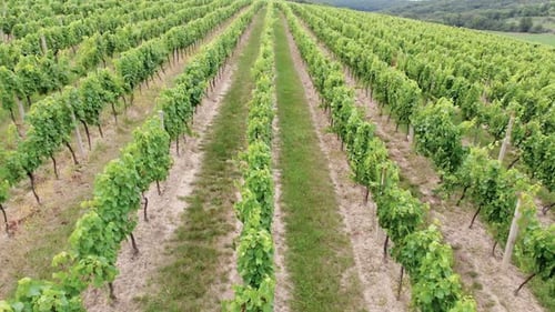 Aerial View of Italian Countryside Beautiful Farms and Vineyards