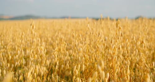 Golden Wheat Field Swaying in the Breeze