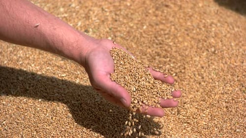Close-Up of Hand Pouring Raw Grains