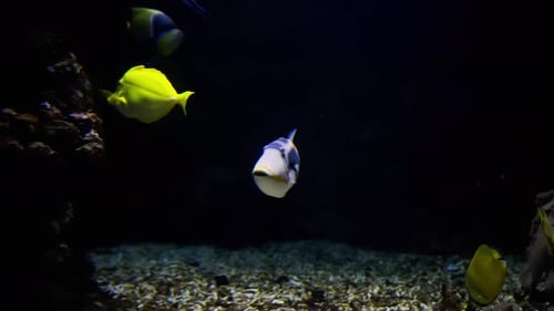 Underwater Tropical Fishes