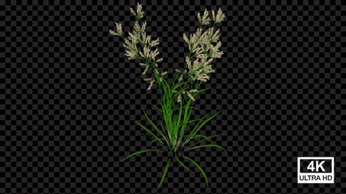 Dactylis Plant Growing 4K