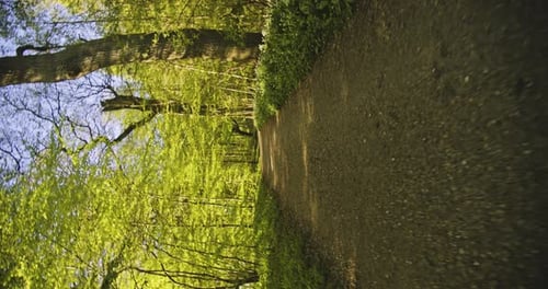 Gimbal Shot in Forest Path with Plants Along the Side of the Path