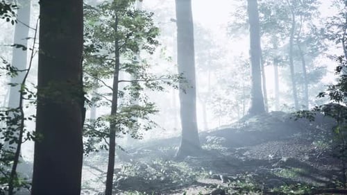 Sunny Silhouetted Forest with Sunbeams Through Fog