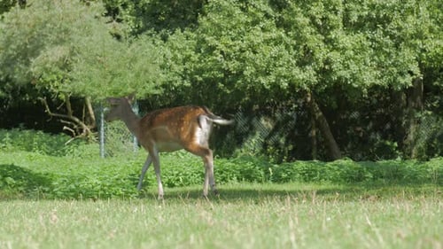 Animal veado em busca de comida