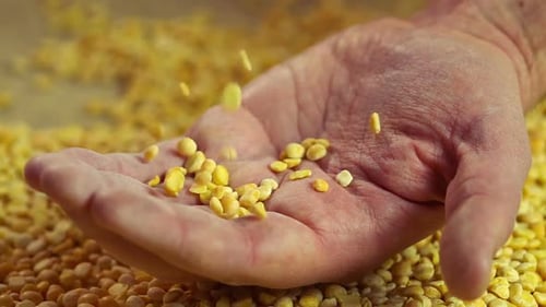 Grano de guisante procesado cayendo en la mano masculina mayor, granjero mostrando la calidad