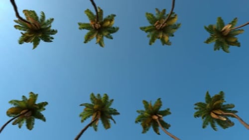 Palm Trees Against Blue Sky Upward View