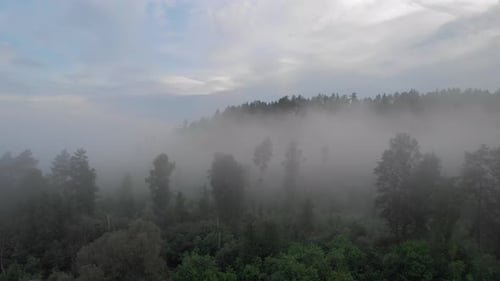 Fly over the forest in the fog