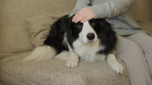 Unerkennbare Frau spielt mit süßem Hundewelpen Border Collie auf der Couch zu Hause drinnen