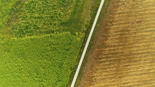 Vue aérienne des champs d'herbe verte et de blé pendant la journée d'été
