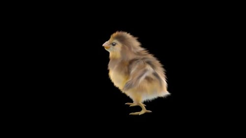 Fluffy Chick Walking and Looking Around Animation