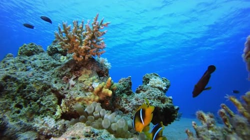 Blue Sea Water Clownfish