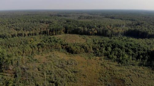 Problem of Deforestation