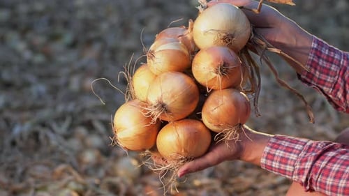 Bunch of Onion Bulbs in the Hands, Close-up