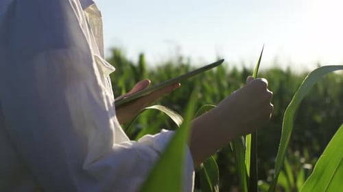 Adult Using Tablet in Cornfield on Sunny Day