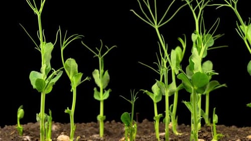 Pea Seeds Sprout and Grow Time Lapse