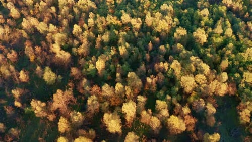 Yellow and green treetops of deciduous trees in a dense forest, in autumn. Top down aerial view