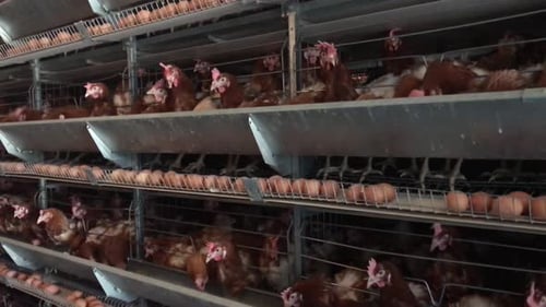 Factory Chicken egg production. Red chickens are seated in special cages. Linear perspective.