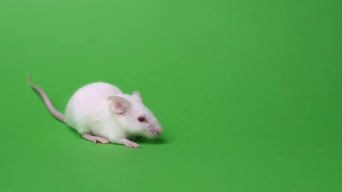 White Mouse Sitting Against a Green Background