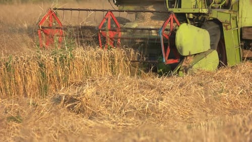 Combine Harvesting Wheat Crop in Rural Field